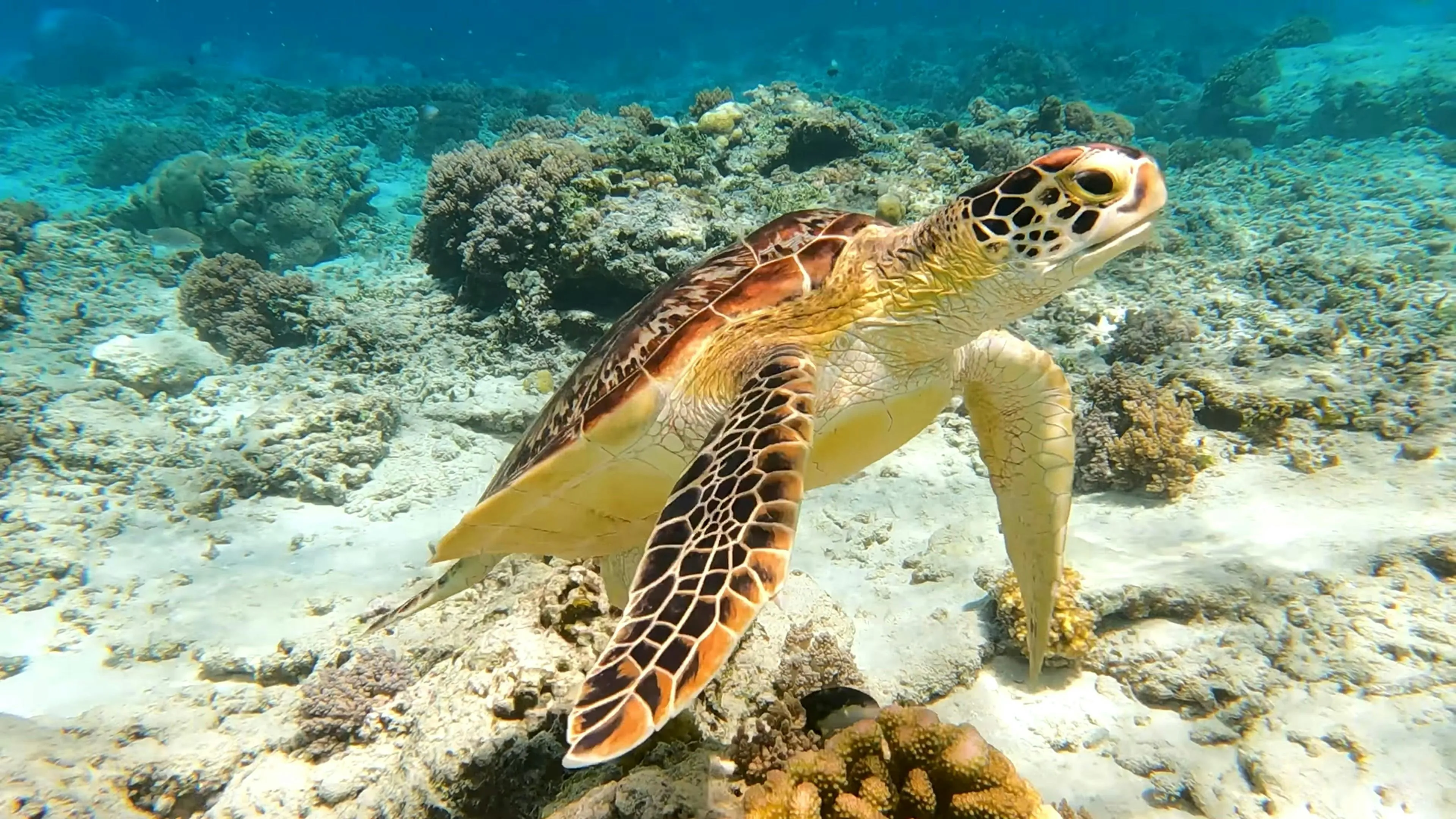 World Turtle Day