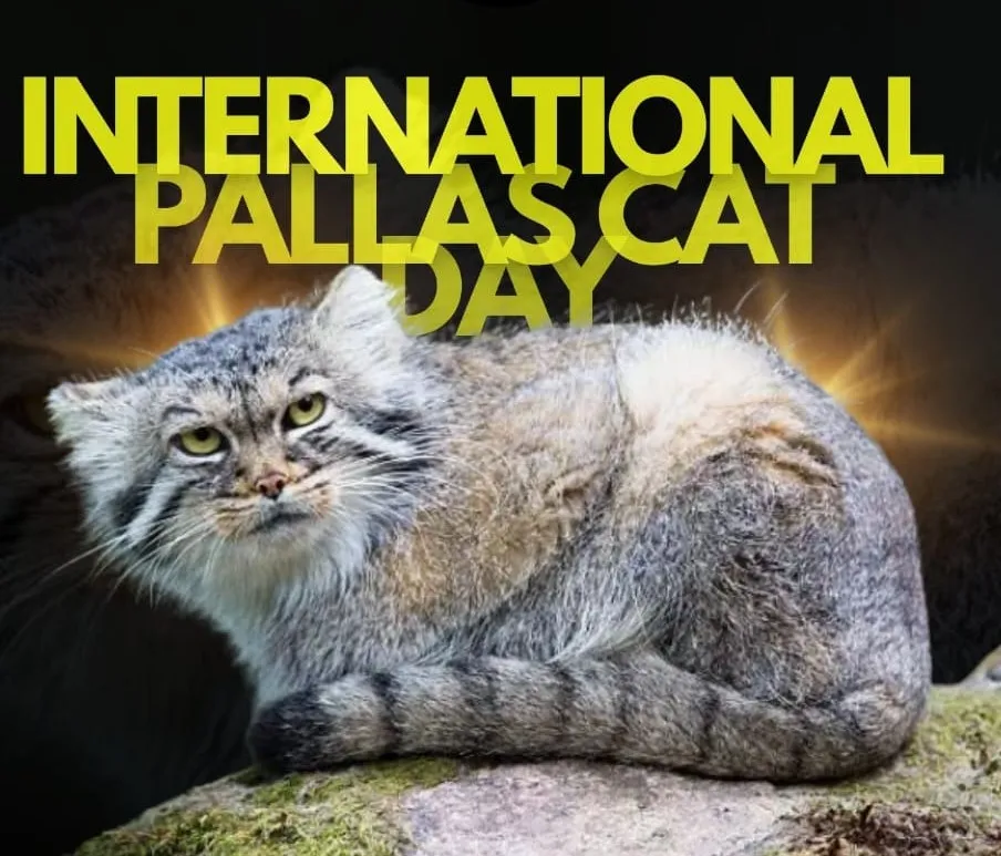 International Pallas Cat Day