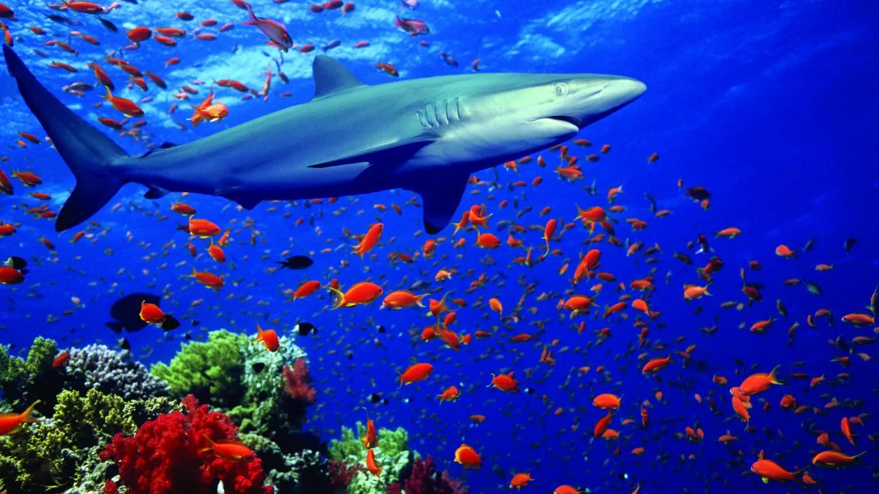 Secrets of the Deep Ocean: Life Beyond Imagination