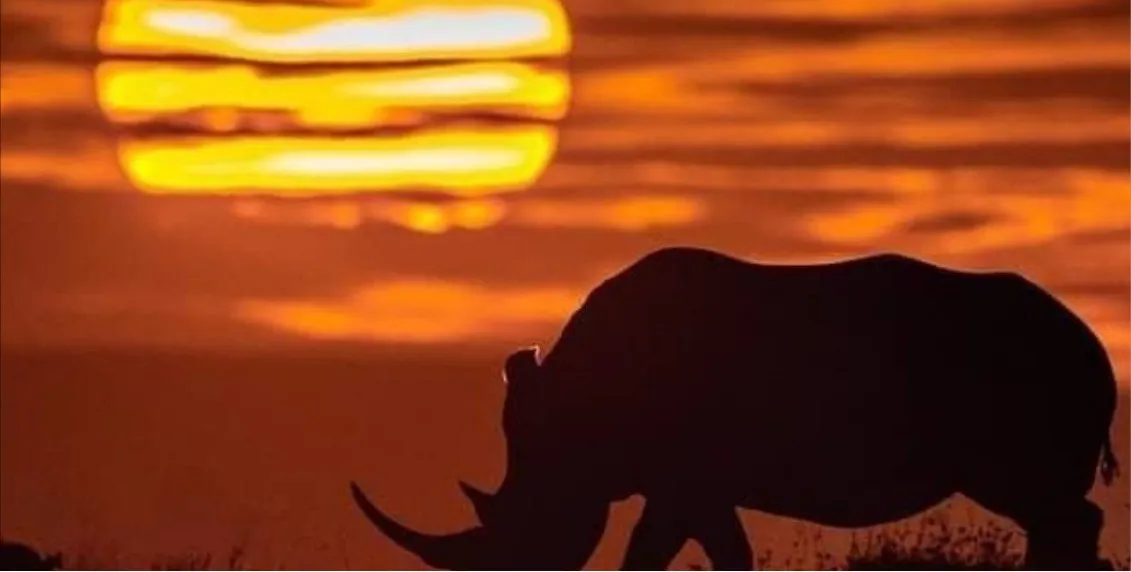 The Northern White Rhino: A Race Against Time
