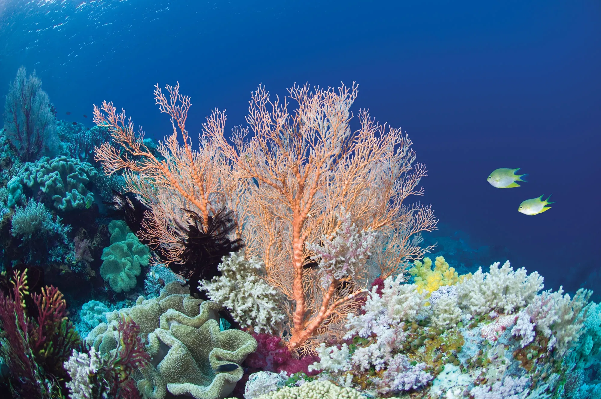 The Ocean's Lifeline: Why Coral Reefs Matter More than you think