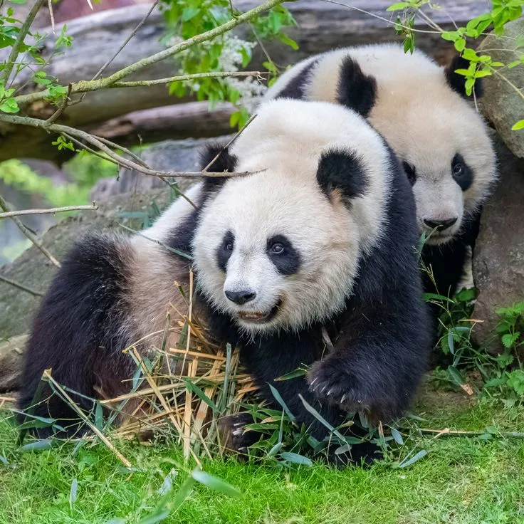Comeback of the Century: How Pandas Clawed Their Way Back from the Brink 🐼