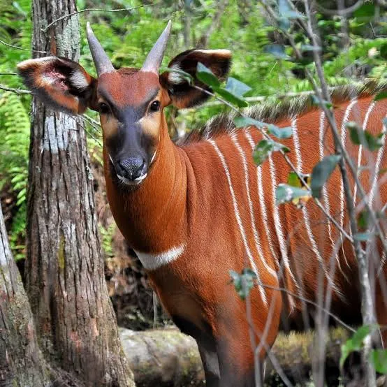 Mountain Bongo’s Long Road Home