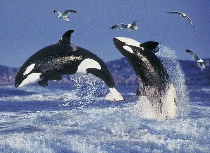 The Algorithm That Listens for Orcas 🐋