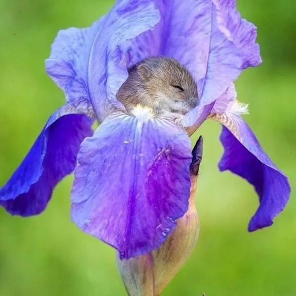 THIS SMALL ANIMAL TURNS FLOWERS INTO BEDS