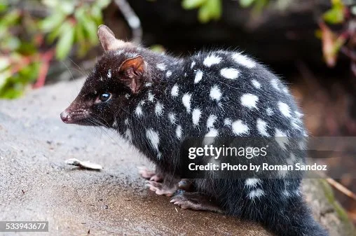 🐾 Eastern Quoll — “The Polka-Dotted Night Hunter of Tasmania”