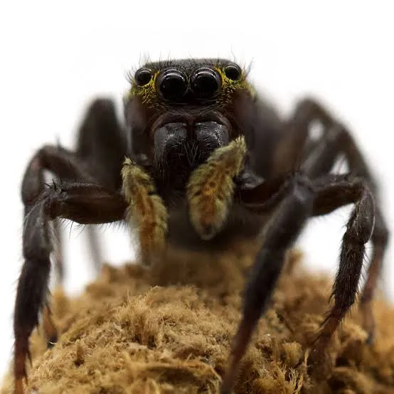 Spider with a Red Mask and a Death Wish