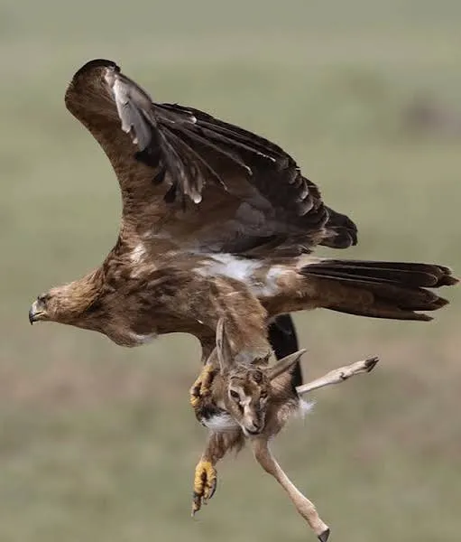 Do You Know How Many Eagles Soar Over Kenya?