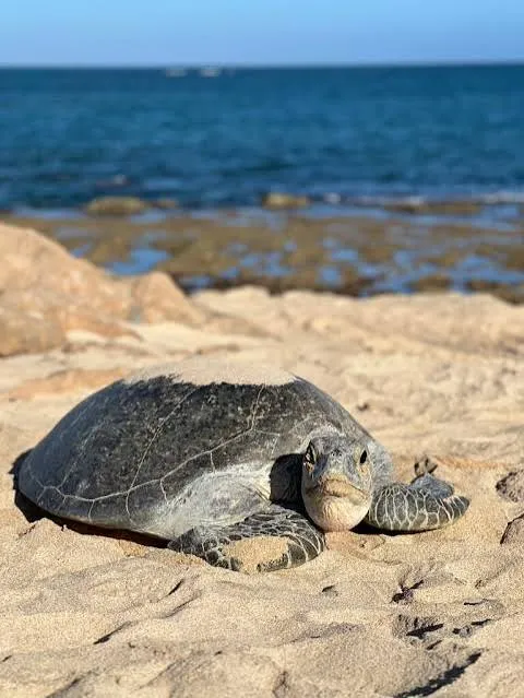 The Turtle That Crosses Borders
