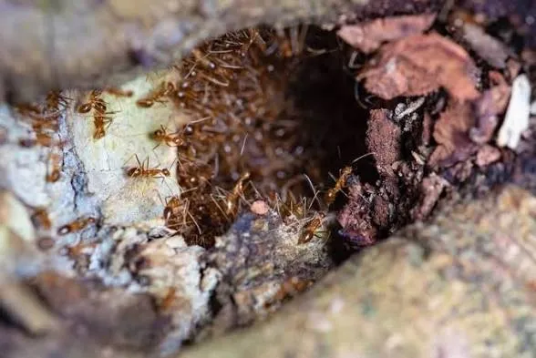 Why Pharaoh Ants Are the World's Most Successful Pest 🐜