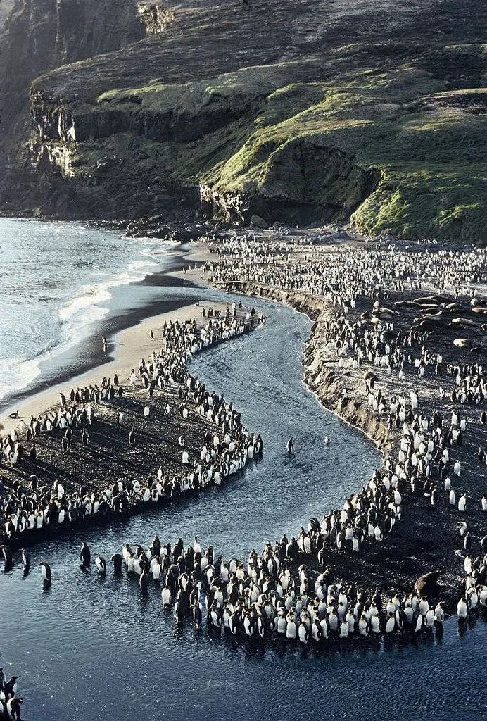 When Waves Stopped Carrying Life: A Bird Flu Hits the Seal World🦭