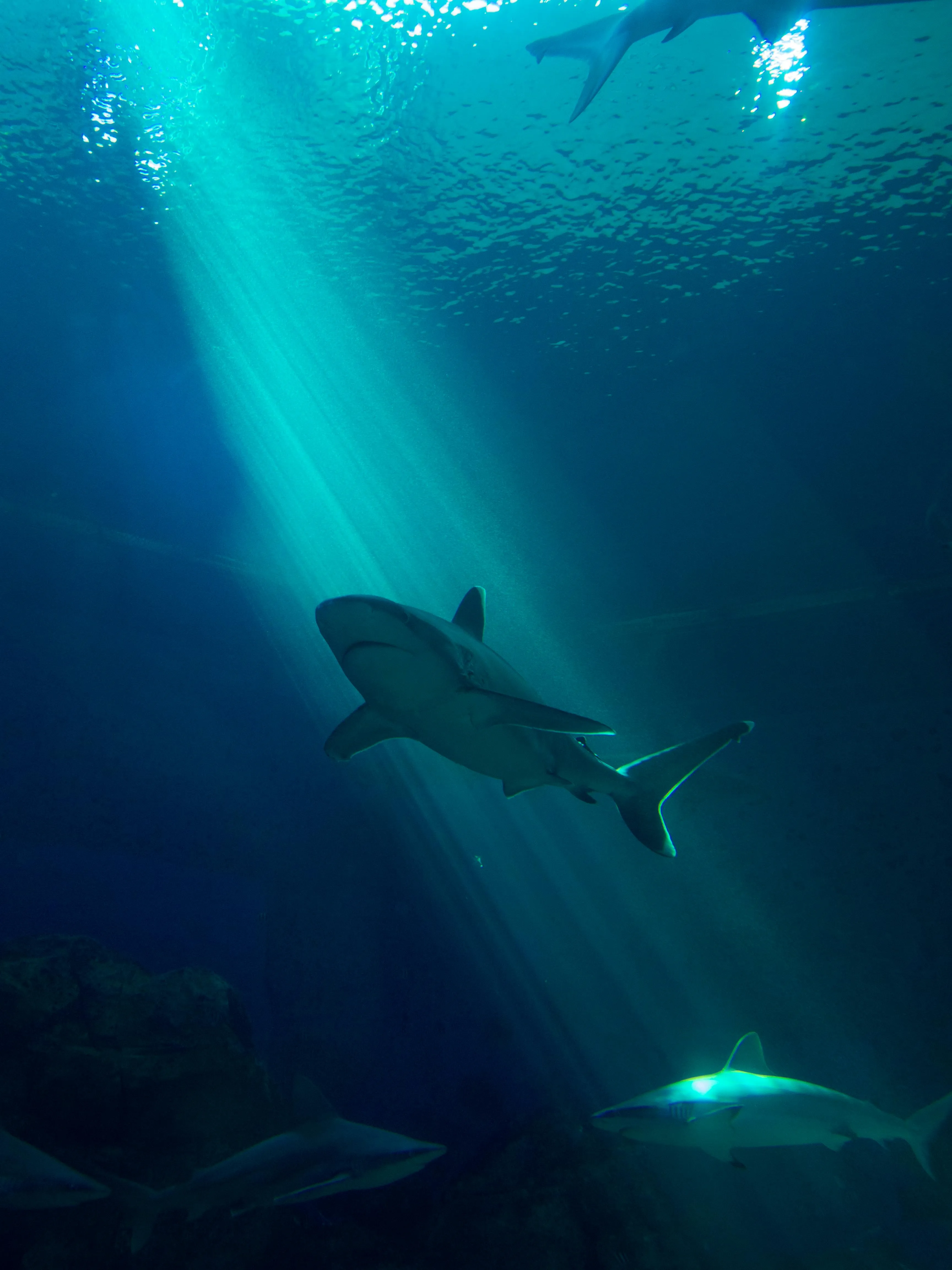 So You Think You Know Sharks?