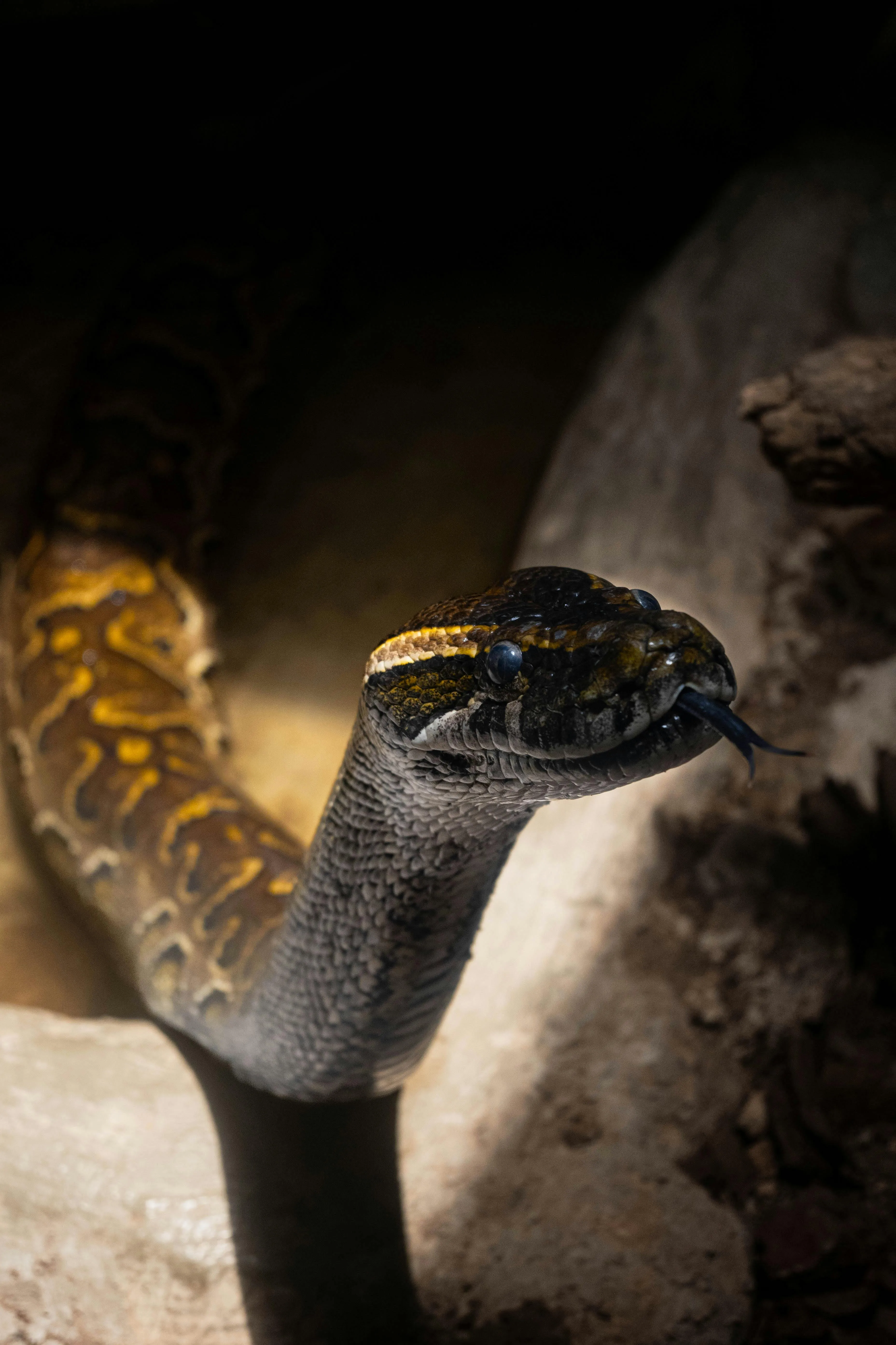 Snakes: Ecological Importance, Human-Snake Conflict, Public Health Concerns, and Conservation in Kenya and Worldwide