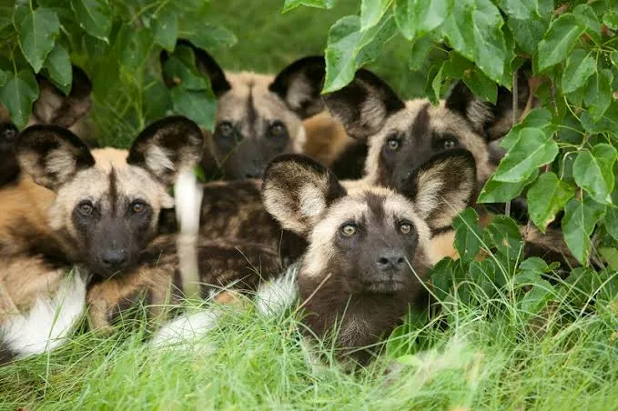 The Painted Wolves of Africa: A Dog Day Tribute 🐾