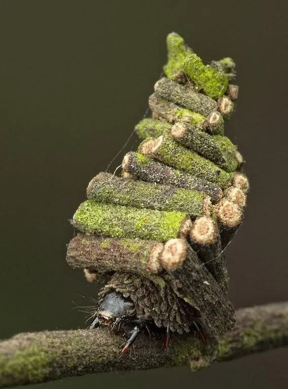 The Caterpillar That Built a Log Cabin(And Lugged it Everywhere)
