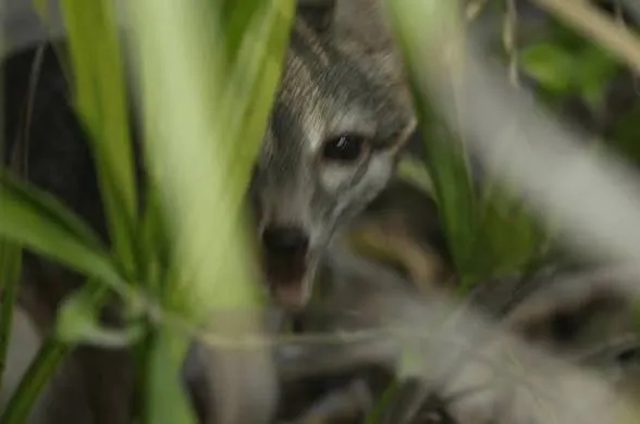 Cozumel's Hidden Canid