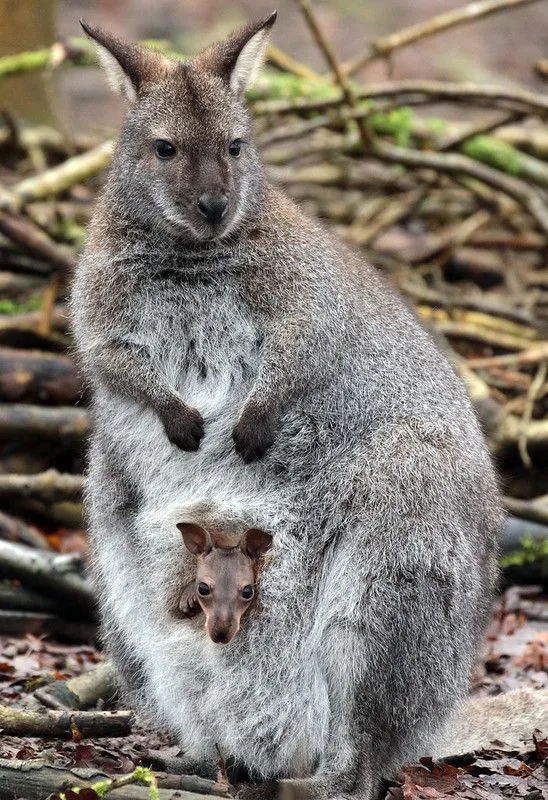 Meet Tasmania’s everyday hopper