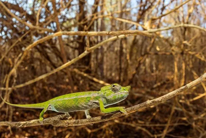 Madagascars Exploding Mom:A love story of a chameleon’s ultimate sacrifice. 🦎