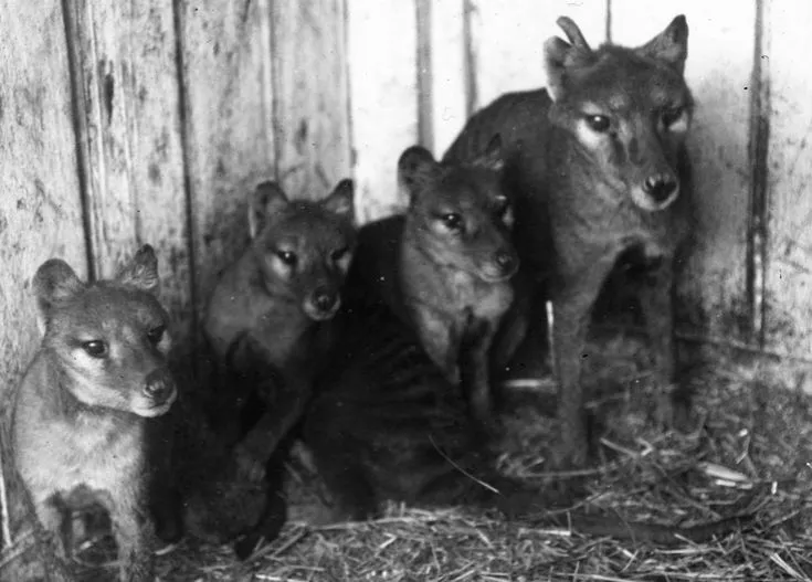 The Striped Ghost of Tasmania:THYLACINE 🐯