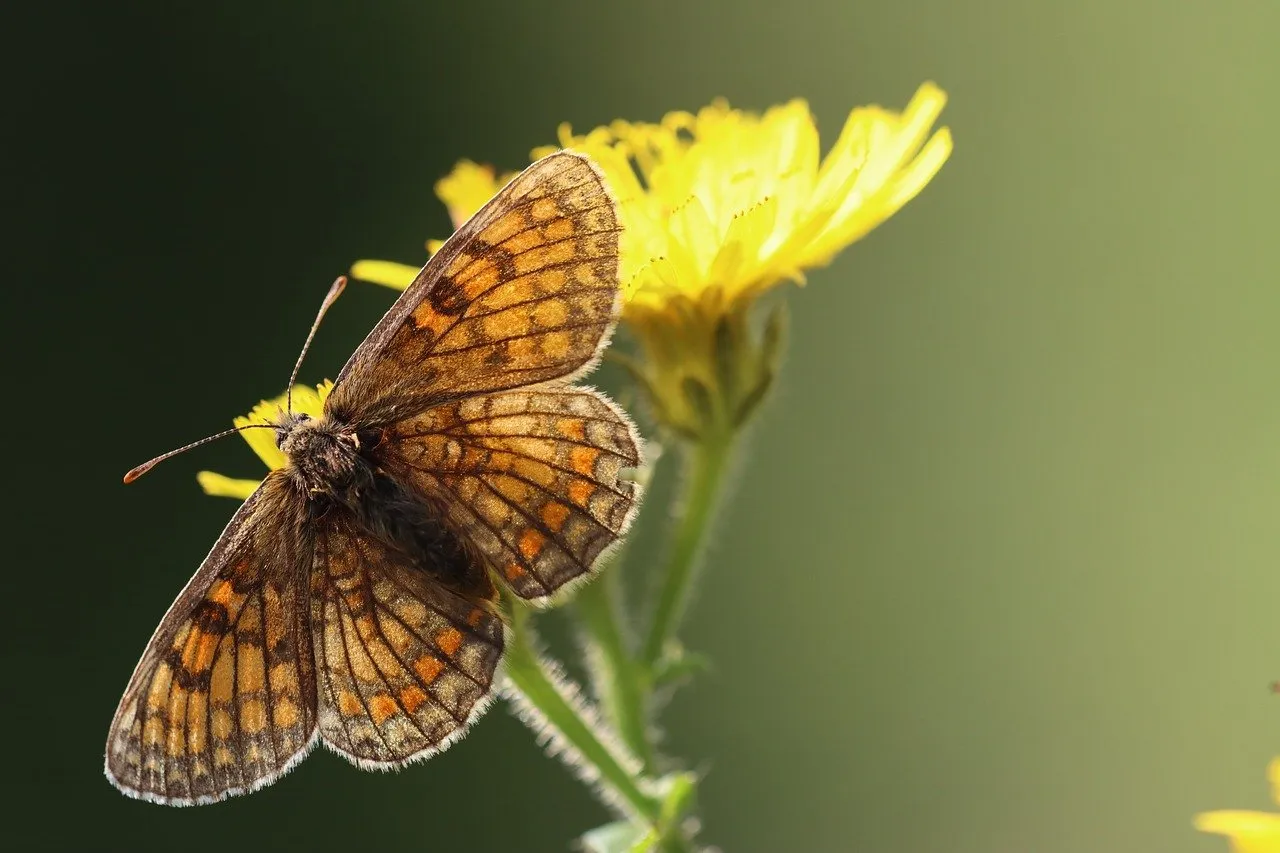 The Secret Life of Pollinators