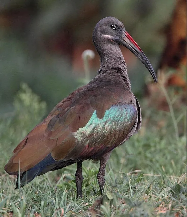 Hadada Ibis: Nairobi’s Feathered Alarm Clock and African Survivor