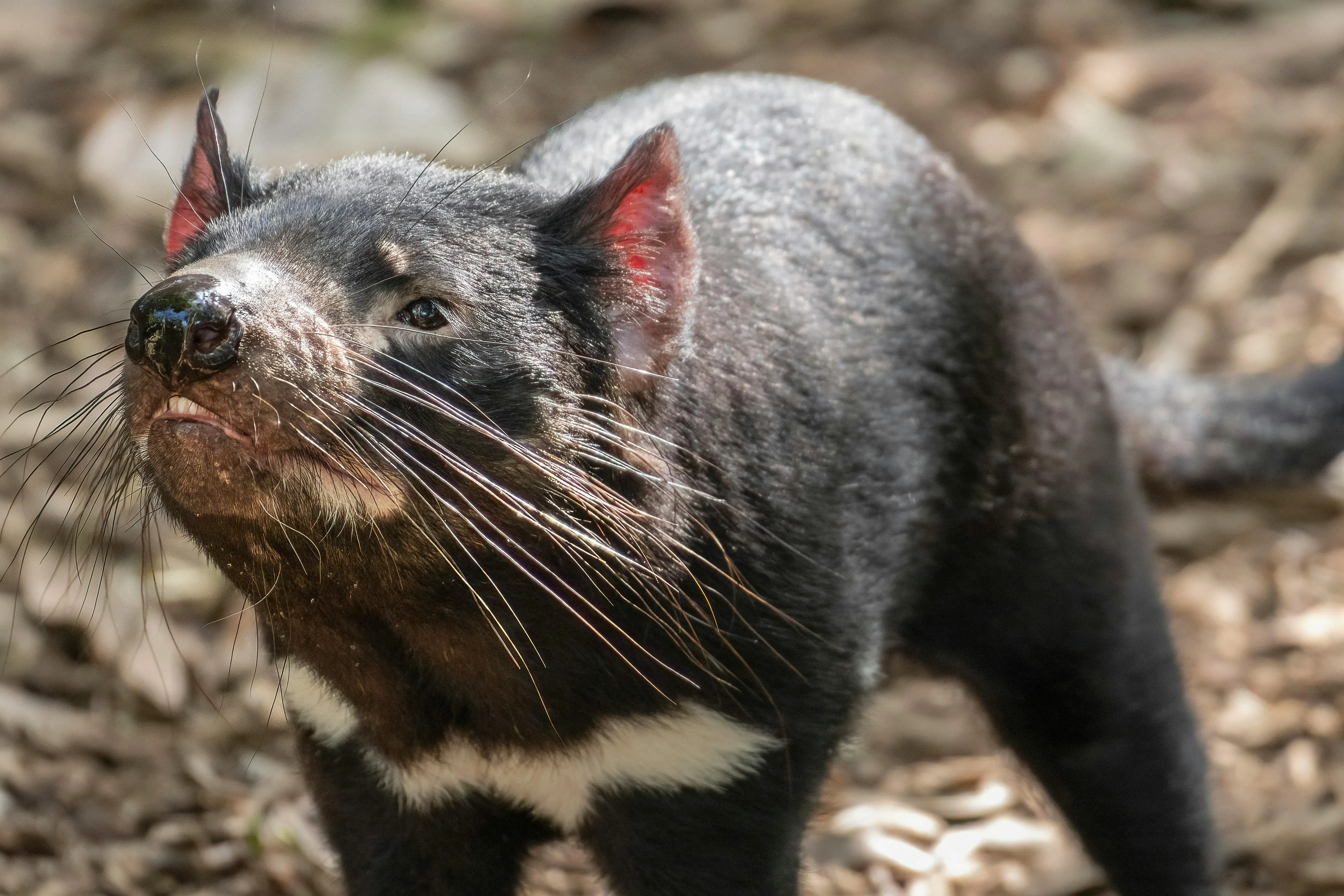 WHY THE TASMANIAN DEVIL ISN’T REALLY A DEVIL