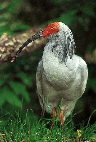 Wings over Sado: The Ibis and the Farmers Who Brought It Back