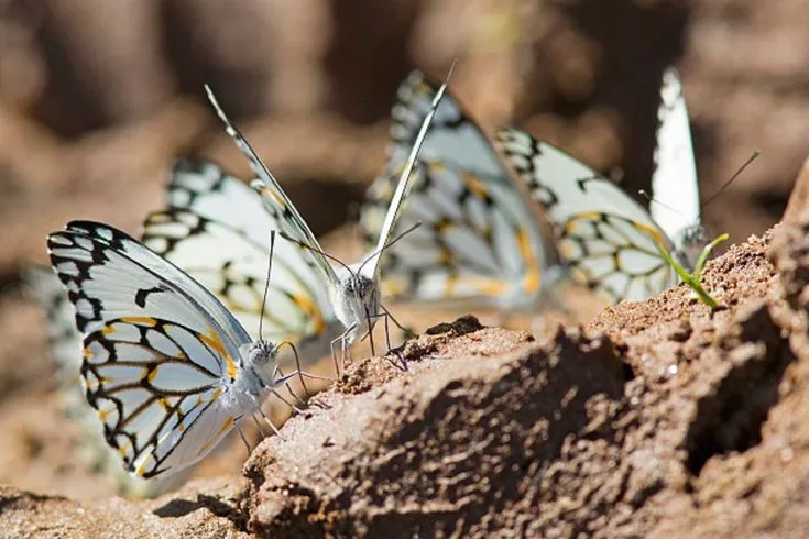 The White Butterflies Along Thika Road Are Not a Sign of the End Times 🦋