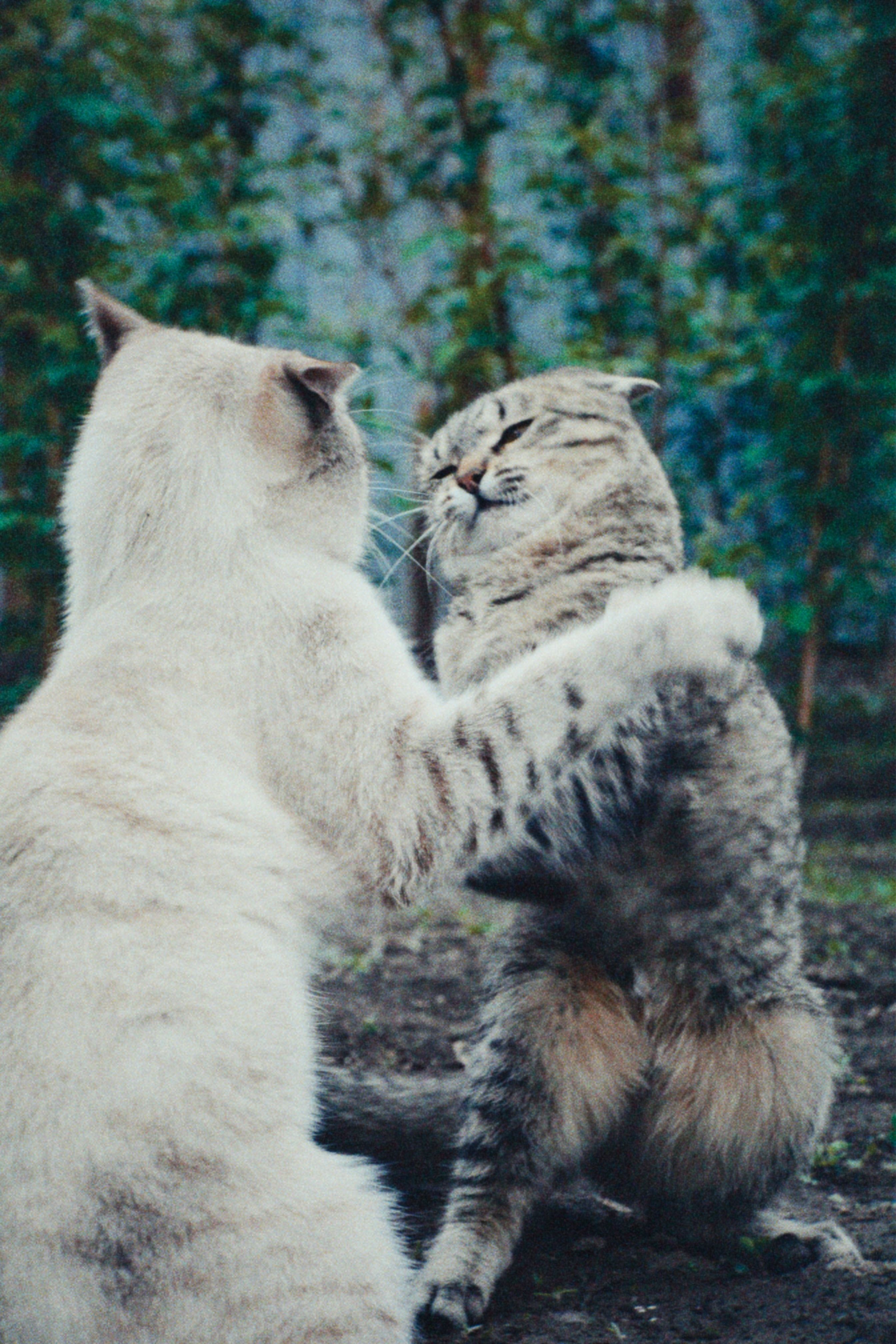 animal vs animal showdowns
