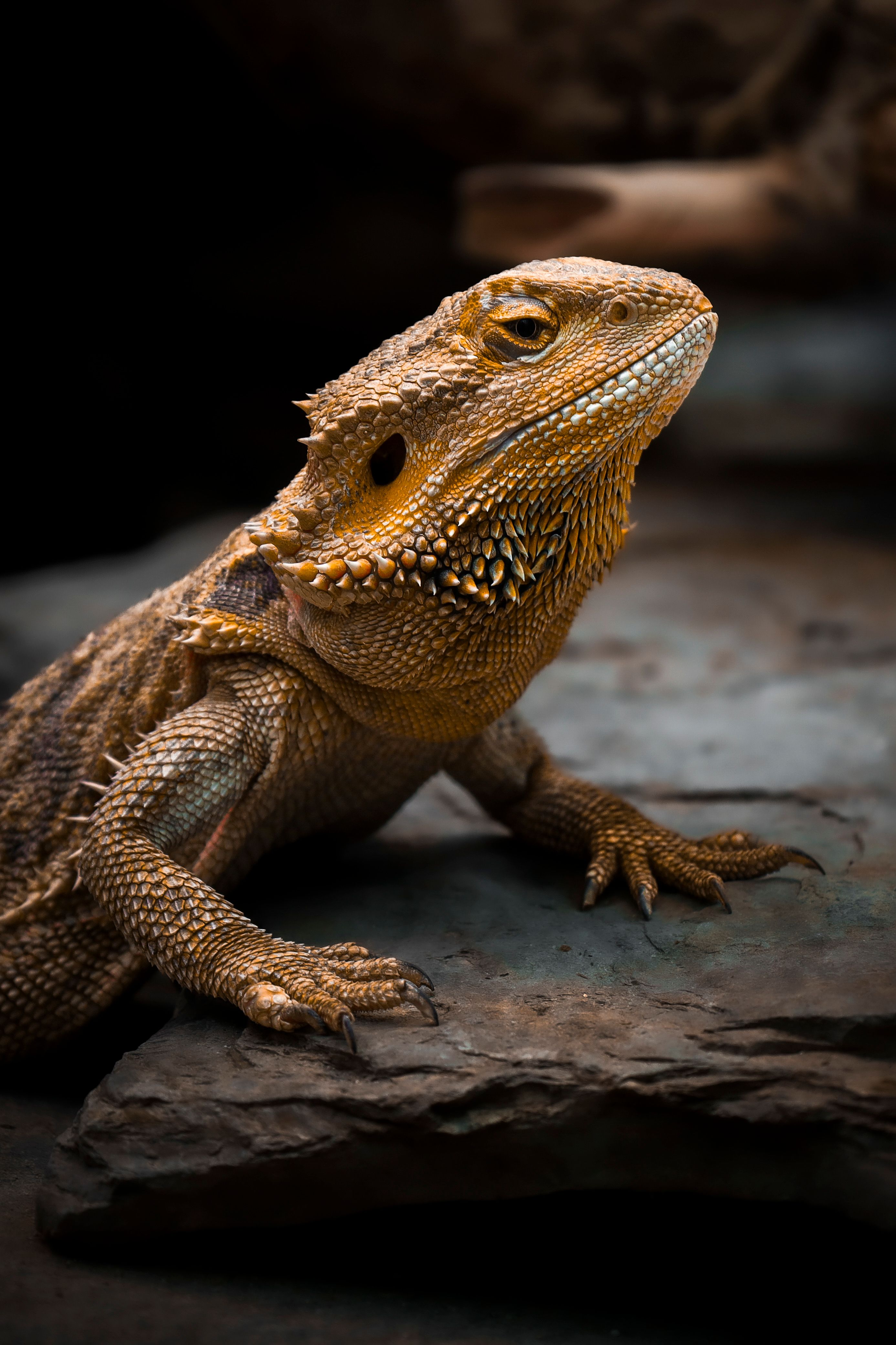 Scaly Success: The Ultimate Reptile Quiz