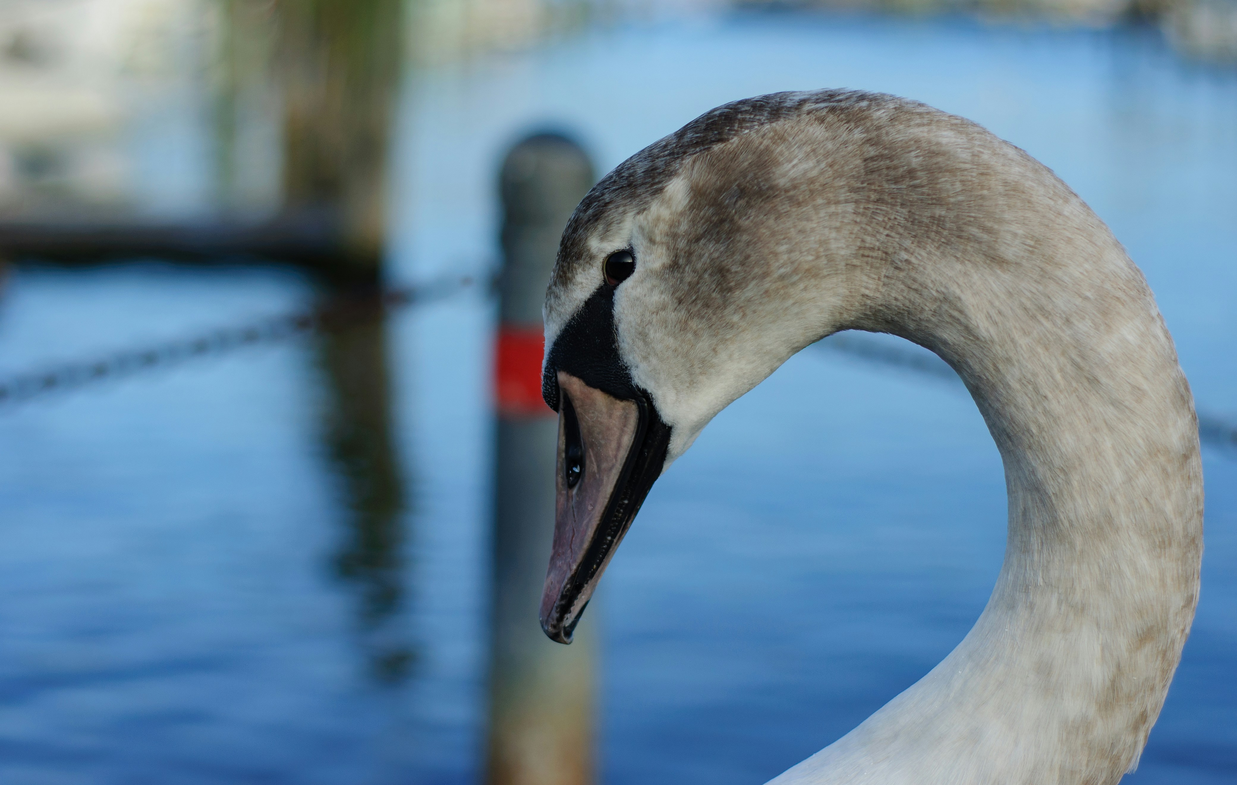 Wild Identity: Who Am I?