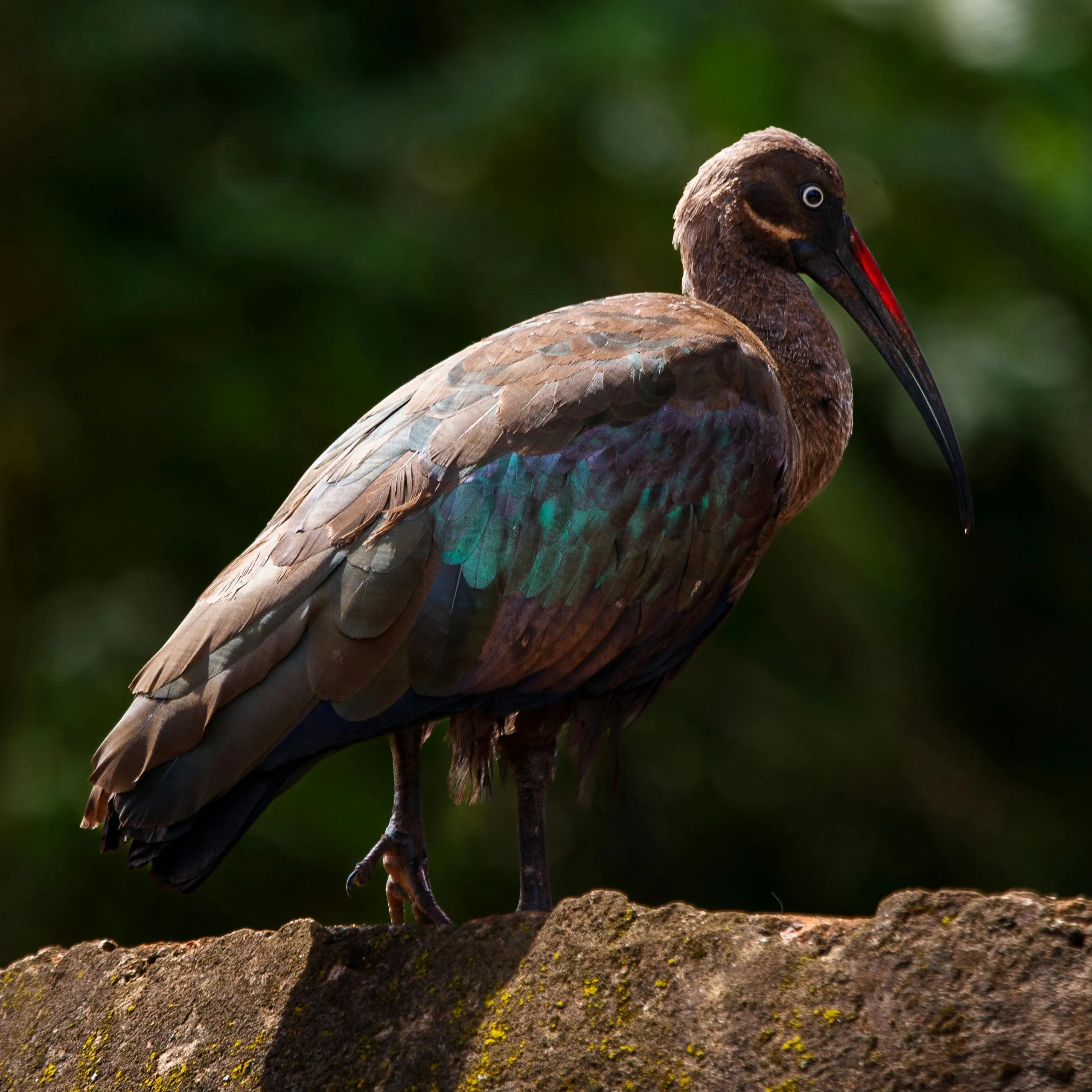The Plastic-Animal Interface: Mapping a Hidden Crisis in Nairobi