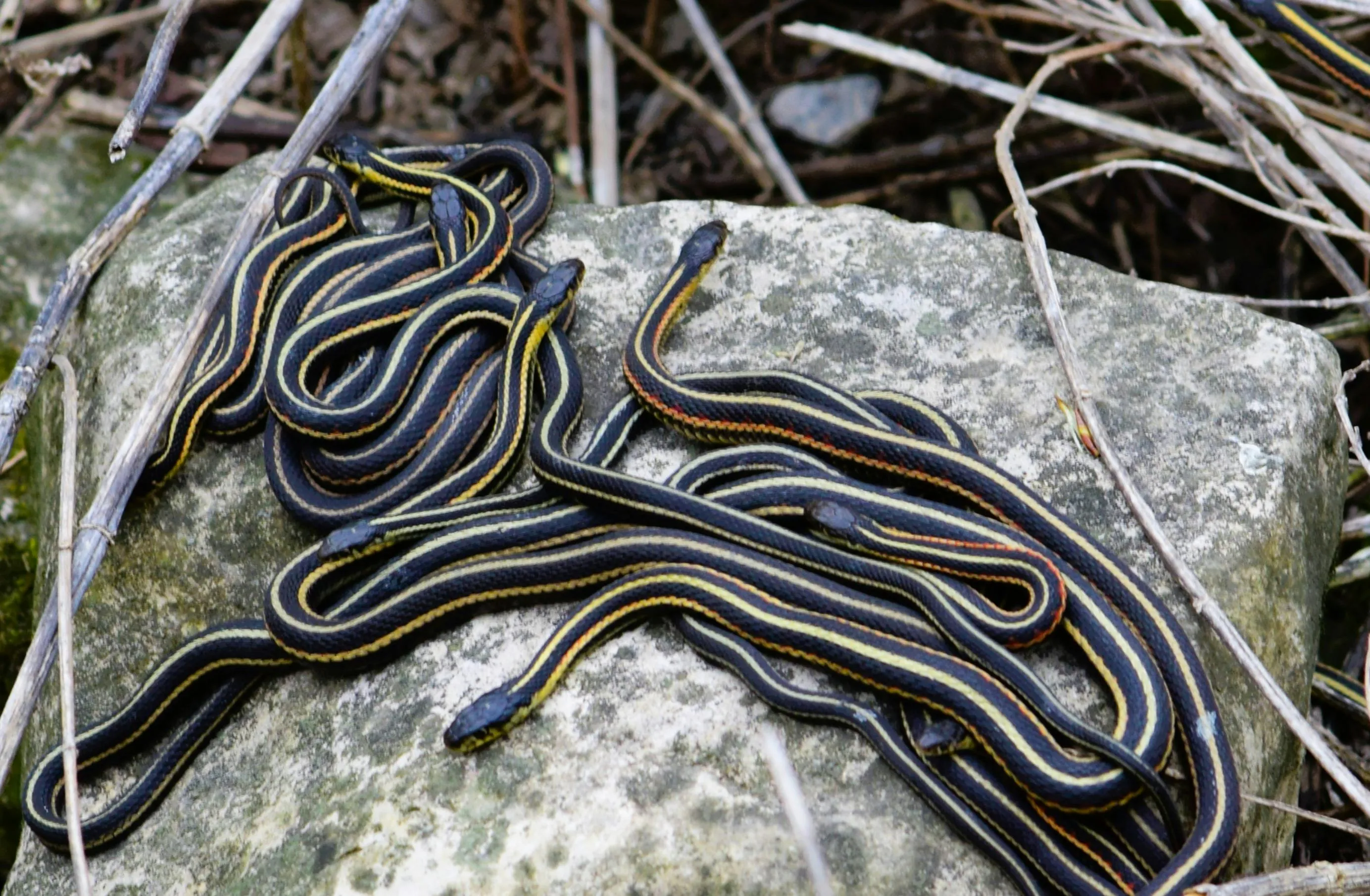 Human–Snake Conflict, Risk Perception and Community-Based Conservation Awareness in Urban and Peri-Urban Nairobi, Kenya